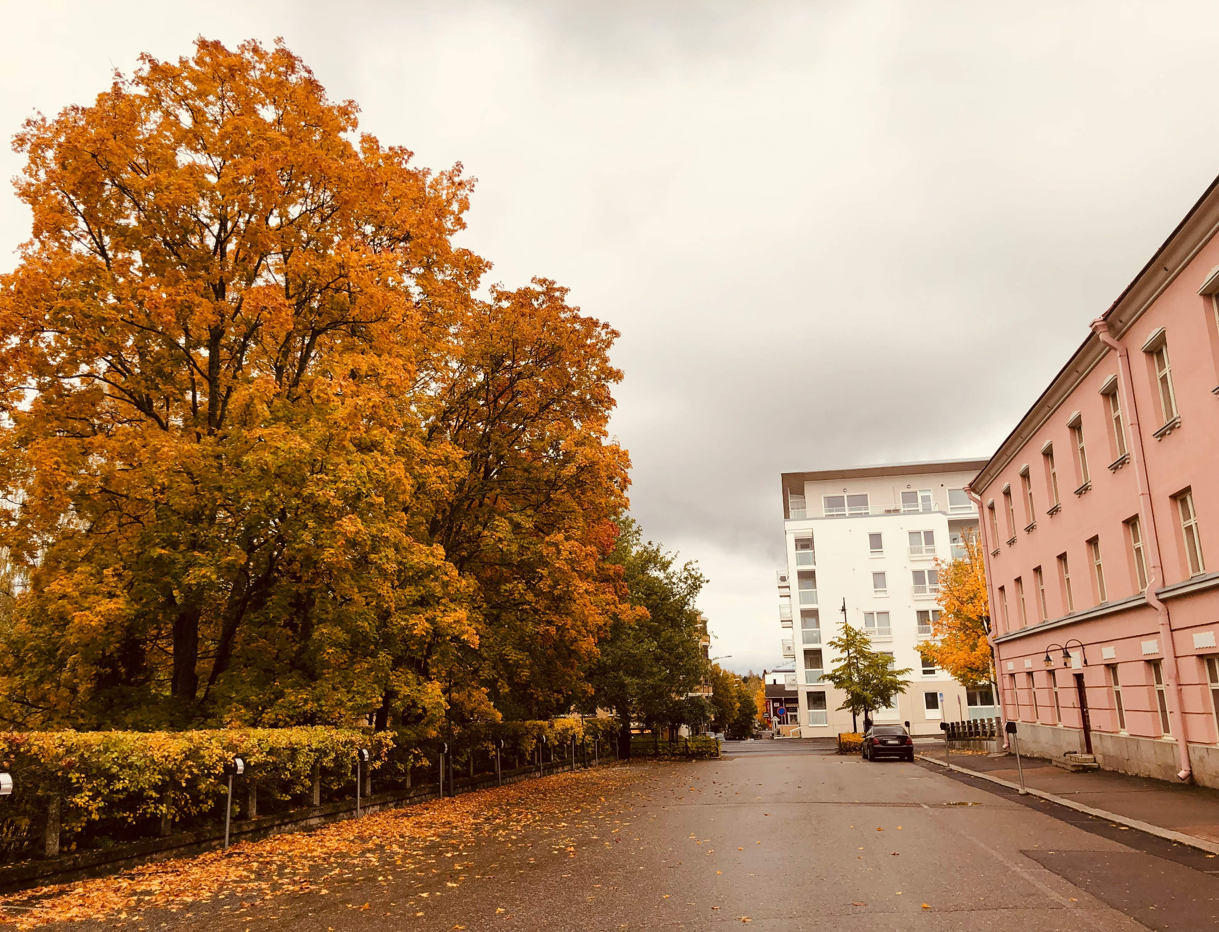 Kuopio, Finland building city architecture road plant street urban town apartment building housing
