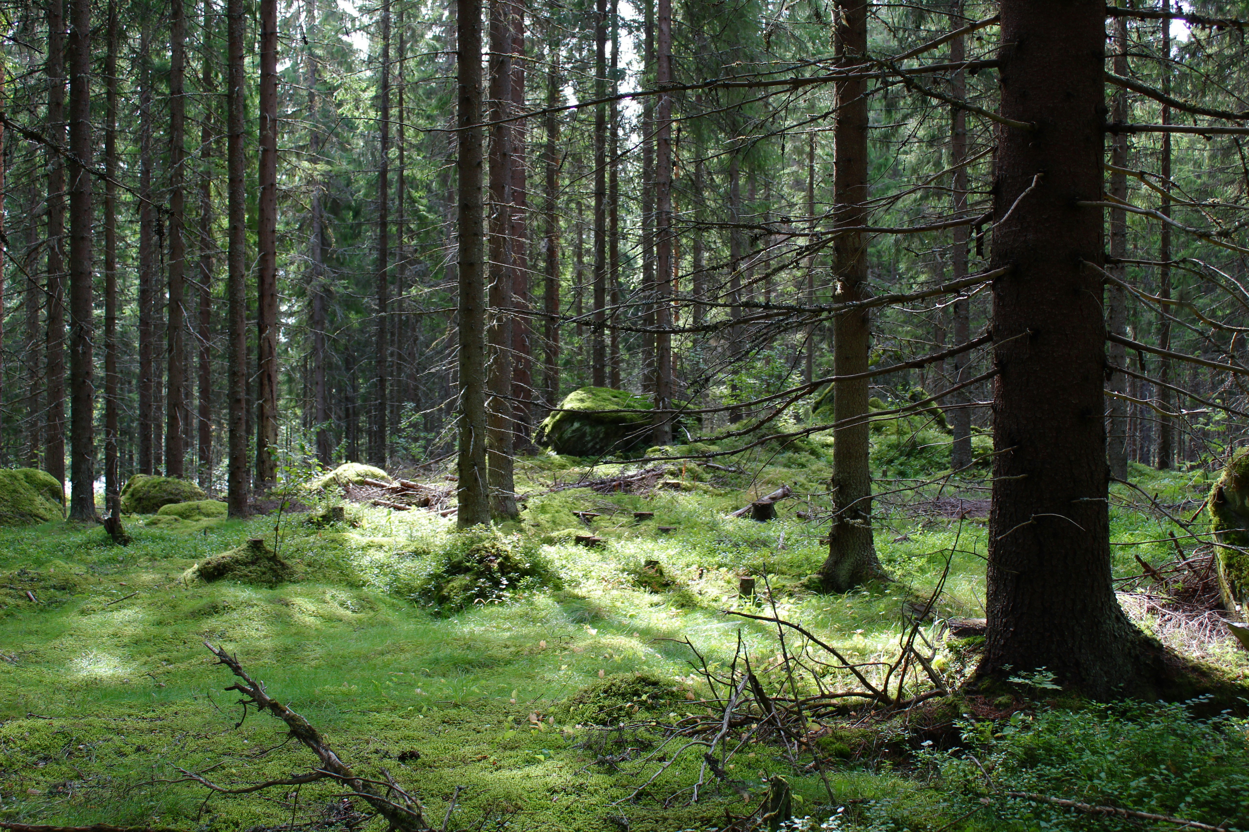 forest and woods and jungle of Finland