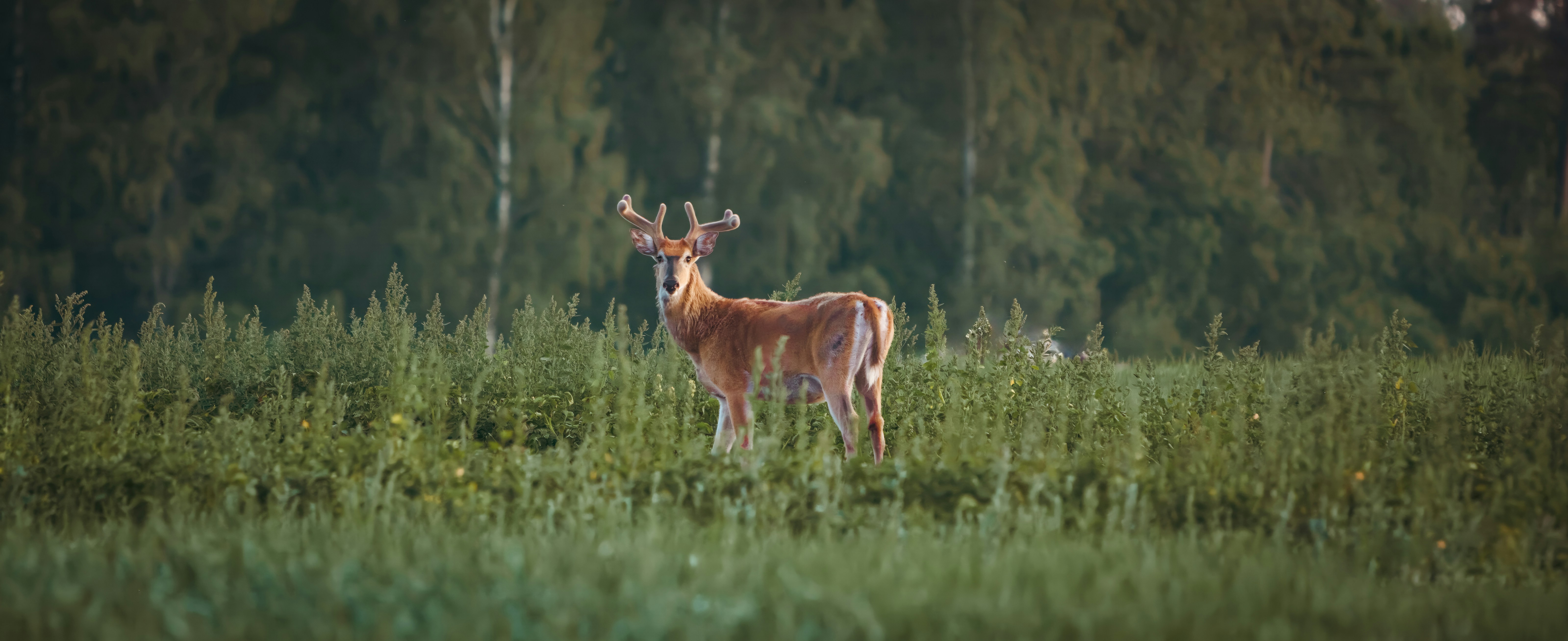 finland fauna and wild lif of finland